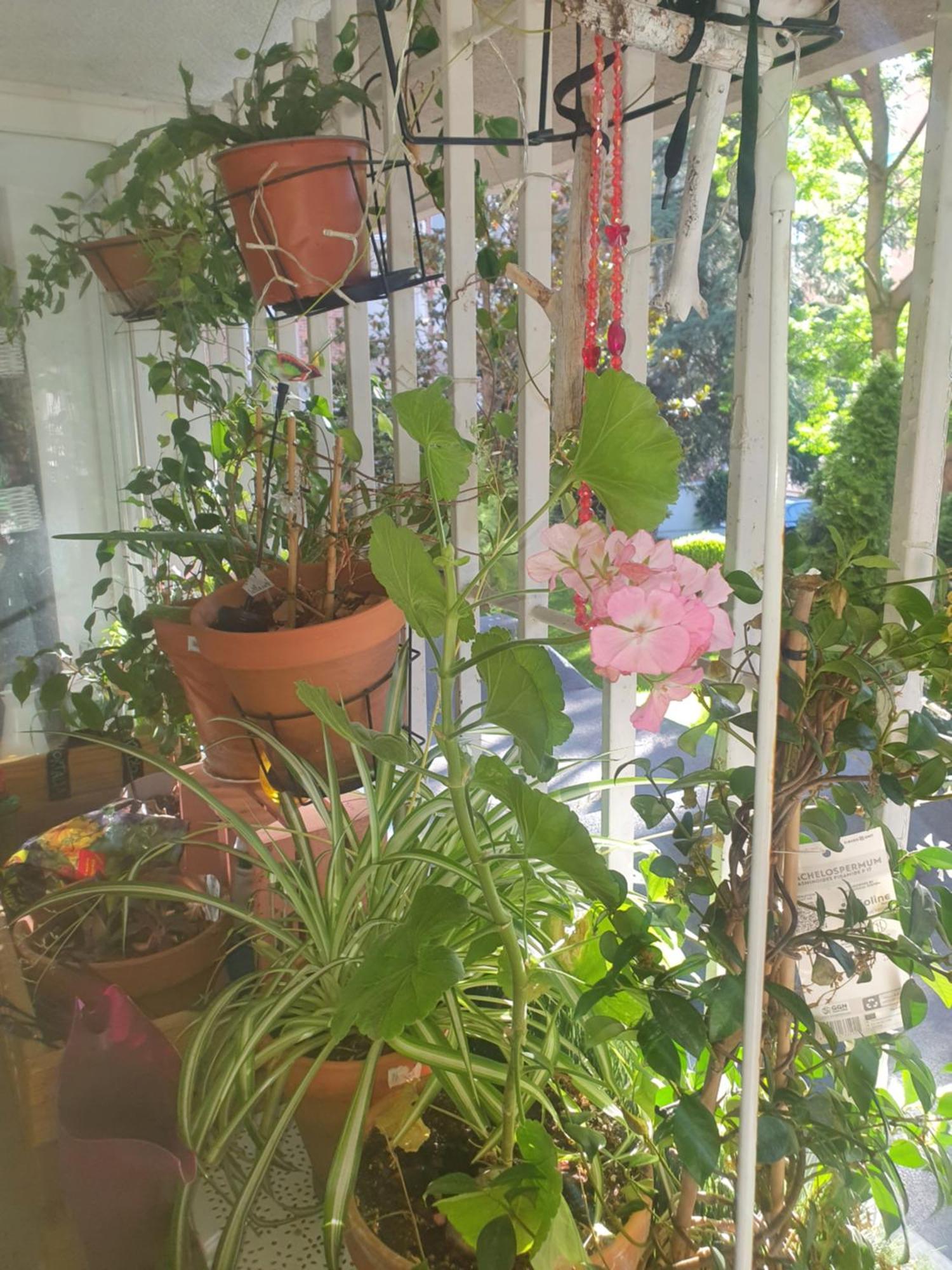 Libros Y Plantas A 5 Minutos Del Centro En Bus Lägenhet Madrid Exteriör bild